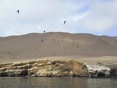 Isla Ballestas - Peru